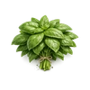 Photo of Basil ingredient