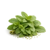 Photo of Mint ingredient