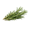 Photo of Rosemary ingredient