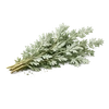 Photo of Wormwood ingredient